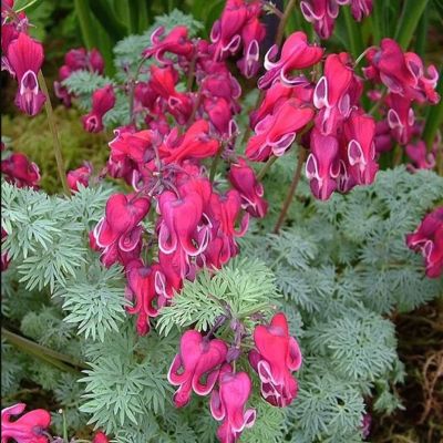 Дицентра Свит Хартс Дицентра Свит Хартс - Dolina-Sad.Ru