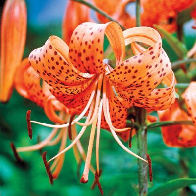 Лилия Ланцифолиум Спленденс Лилия Ланцифолиум Спленденс фото