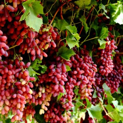 Виноград Кримссон Виноград Кримссон - Dolina-Sad.Ru