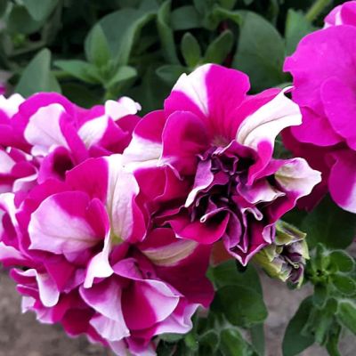 Петуния Махровые Пируэтт микс Петуния Махровые Пируэтт микс фото