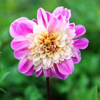 Георгина Тэйк оф Георгина Тэйк оф фото