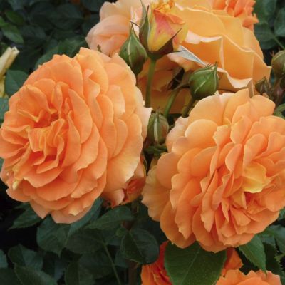 Роза Гольдэльзе Роза Гольдэльзе - Dolina-Sad.Ru