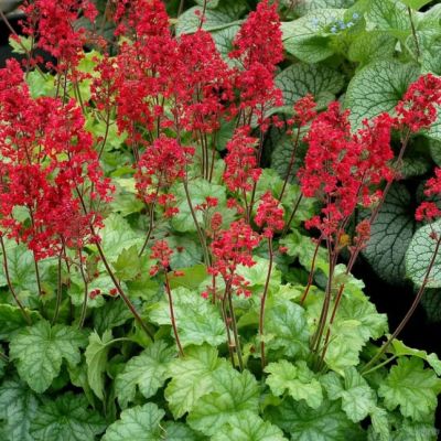 Гейхера Корал Форест Гейхера Корал Форест - Dolina-Sad.Ru