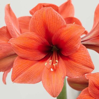 Амариллис Дезире Амариллис Дезире - Dolina-Sad.Ru