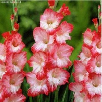 Гладиолус Пинк Леди Гладиолус Пинк Леди фото