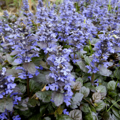 Живучка ползучая Принцесса Надя , С1,5 Живучка ползучая Принцесса Надя , С1,5 фото