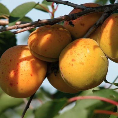 Абрикос Хабаровский Абрикос Хабаровский - Dolina-Sad.Ru