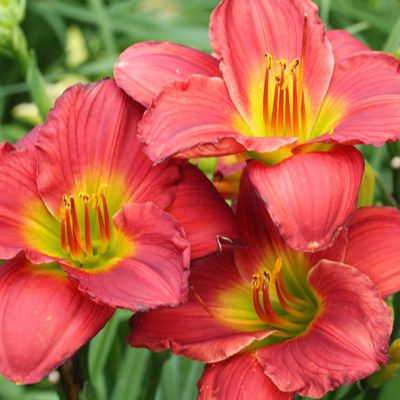 Лилейник Рози ретурнс Лилейник Рози ретурнс - Dolina-Sad.Ru