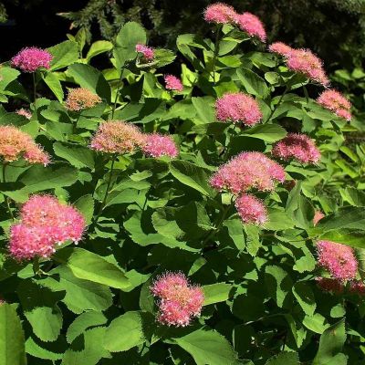 Спирея густоцветковая - Dolina-Sad.Ru