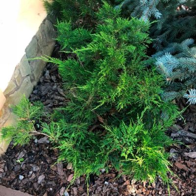 Можжевельник казацкий Кнап Хилл Можжевельник казацкий Кнап Хилл - Dolina-Sad.Ru