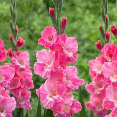 Гладиолус Хьюго Гладиолус Хьюго - Dolina-Sad.Ru