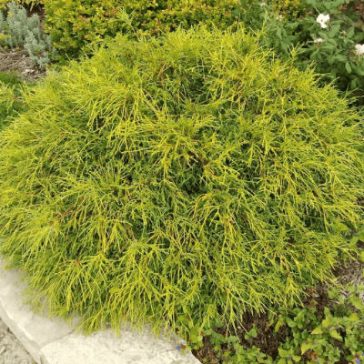 Кипарисовик горохоплодный Санголд, С3 Кипарисовик горохоплодный Санголд, С3 - Dolina-Sad.Ru