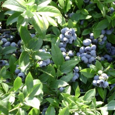 Голубика Коллинз (Высокорослая) Голубика Коллинз (Высокорослая) фото