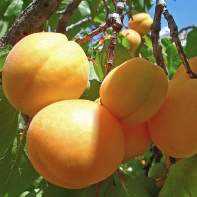 Абрикос Россиянин Абрикос Россиянин - Dolina-Sad.Ru