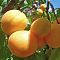 Абрикос Россиянин Абрикос Россиянин - Dolina-Sad.Ru