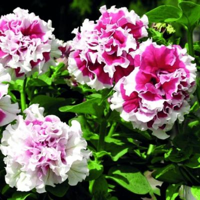 Петуния Махровые Пируэтт микс Петуния Махровые Пируэтт микс фото