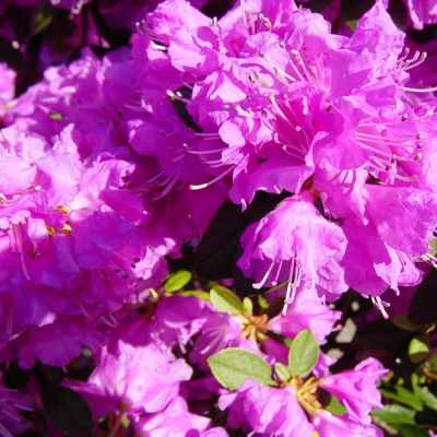 Рододендрон Пи Джей Эм Элит - Dolina-Sad.Ru