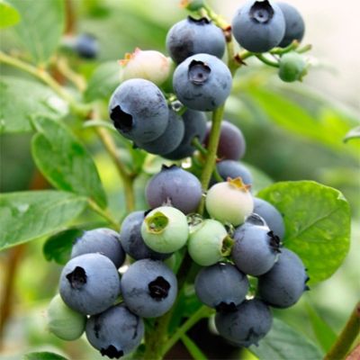 Голубика Эллиот (Высокорослая) Голубика Эллиот (Высокорослая) - Dolina-Sad.Ru