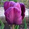 Тюльпан Пурпл Рэин Тюльпан Пурпл Рэин фото