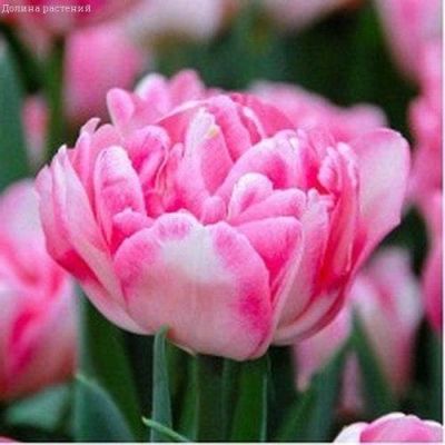 Тюльпан Фокстрот Тюльпан Фокстрот фото