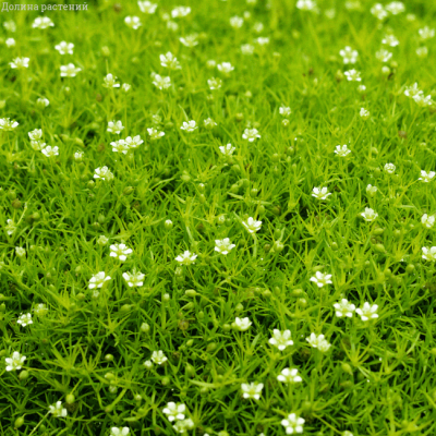 Мшанка шиловидная Лайм Мосс , P9 Мшанка шиловидная Лайм Мосс , P9 фото