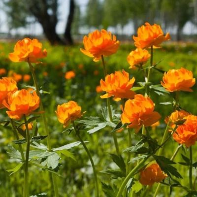 Купальница Оранж Крест Купальница Оранж Крест - Dolina-Sad.Ru