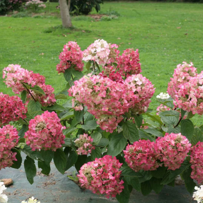 Гортензия метельчатая Мега Минди, С3 - Dolina-Sad.Ru