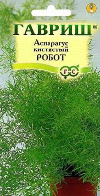 Аспарагус кистистый Робот Аспарагус кистистый Робот фото