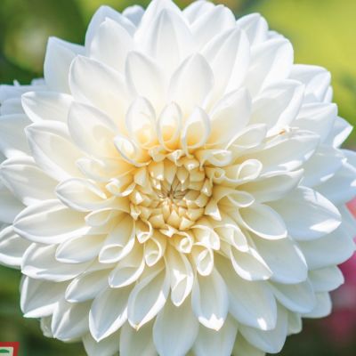 Георгина Сноу Кап Георгина Сноу Кап - Dolina-Sad.Ru