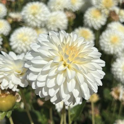 Георгина Сноу Кап Георгина Сноу Кап - Dolina-Sad.Ru