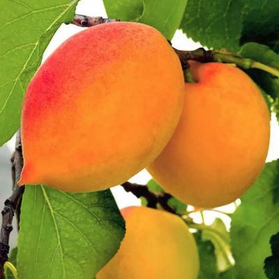 Абрикос Академик Абрикос Академик - Dolina-Sad.Ru