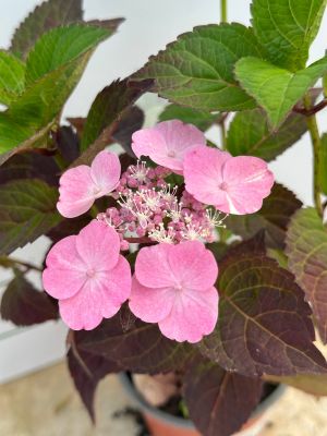 Гортензия пильчатая Дардевил Гортензия пильчатая Дардевил - Dolina-Sad.Ru