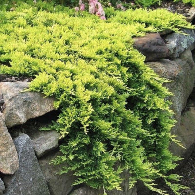 Можжевельник горизонтальный Голден Карпет Можжевельник горизонтальный Голден Карпет фото
