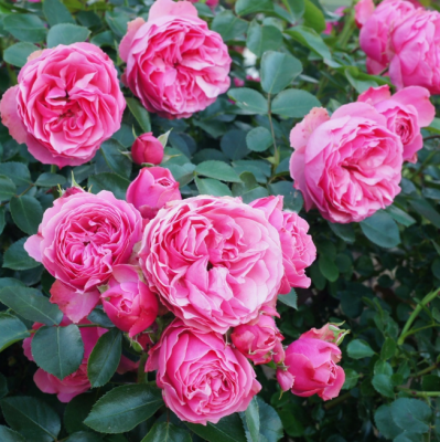 Роза Леонардо фото