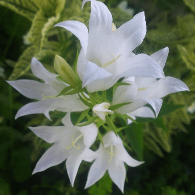 Колокольчик гломерата Альба , С1,5 Колокольчик гломерата Альба , С1,5 фото