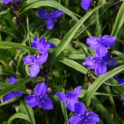 Традесканция андерсона Леонора - Dolina-Sad.Ru