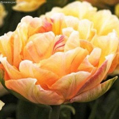 Тюльпан Шарминг Бьюти Тюльпан Шарминг Бьюти фото