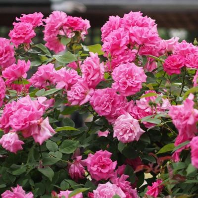 Роза Зефирин Дроухин Роза Зефирин Дроухин - Dolina-Sad.Ru