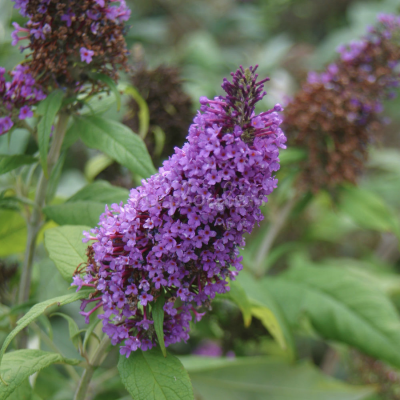 Буддлея Давида Пикок Буддлея Давида Пикок - Dolina-Sad.Ru