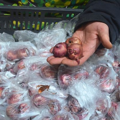 Гладиолус Сильванна Гладиолус Сильванна фото