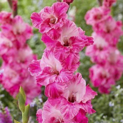 Гладиолус Хьюго Гладиолус Хьюго - Dolina-Sad.Ru