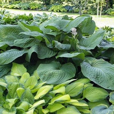 Хоста Лейксайд Маверик - Dolina-Sad.Ru