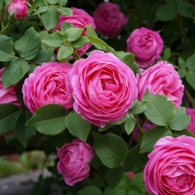 Роза Луис Одье (в горшке 2л.) Роза Луис Одье (в горшке 2л.) фото