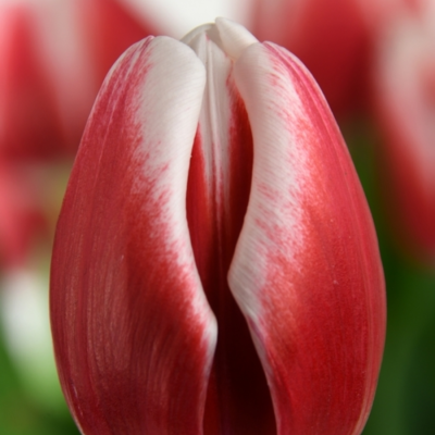 Тюльпан Таймлесс - Dolina-Sad.Ru