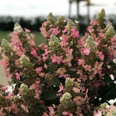 Гортензия метельчатая Мэджикал Везувио Гортензия метельчатая Мэджикал Везувио - Dolina-Sad.Ru