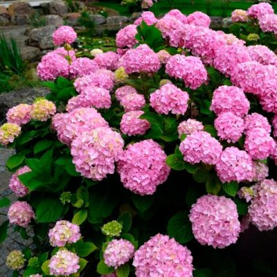 Гортензия крупнолистная Доппио Нувола Гортензия крупнолистная Доппио Нувола - Dolina-Sad.Ru