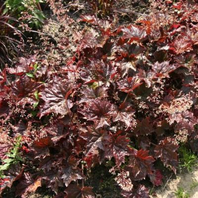 Гейхера Капучино Гейхера Капучино - Dolina-Sad.Ru