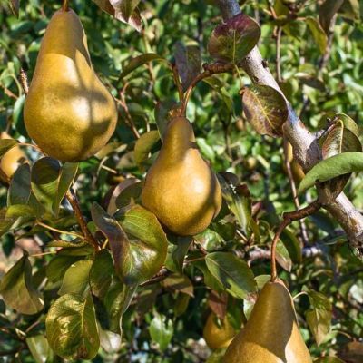 Груша Бере Боск Груша Бере Боск - Dolina-Sad.Ru