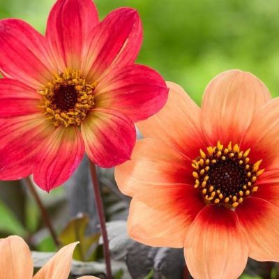 Георгина Фёрст Лав - Dolina-Sad.Ru