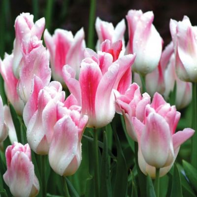 Тюльпан Холланд Чик Тюльпан Холланд Чик фото